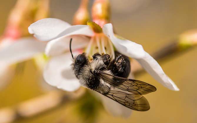 蜜蜂怎么養