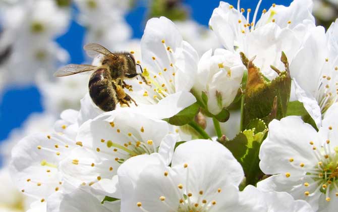 蜜蜂怎么養