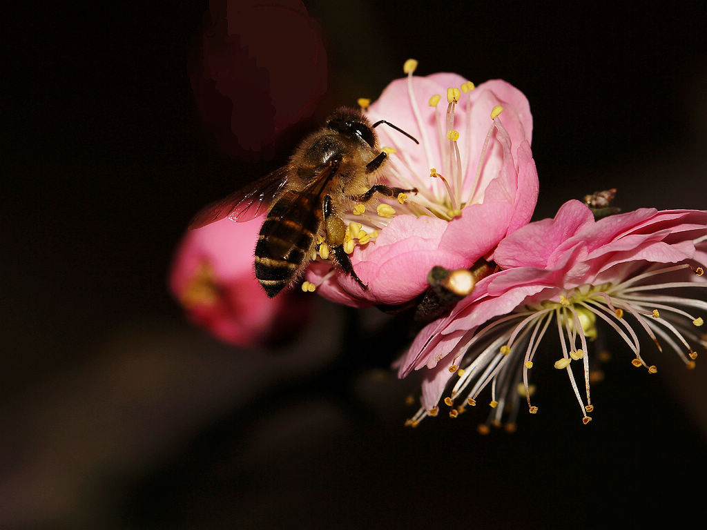 新手如何養蜜蜂？(新手養蜂技術大全)