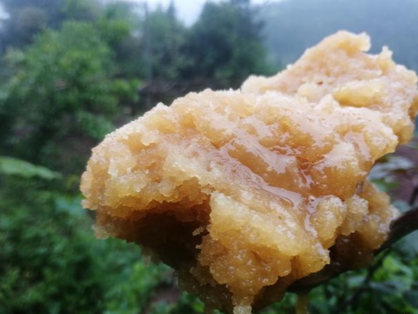 蜜蜂什么時候取蜜最好？取蜜的3種常用方法，每種方法的利與弊