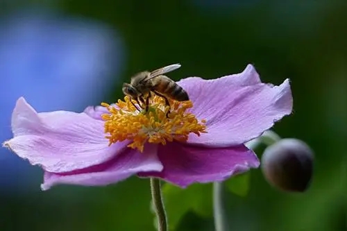 蜜蜂過箱不產卵