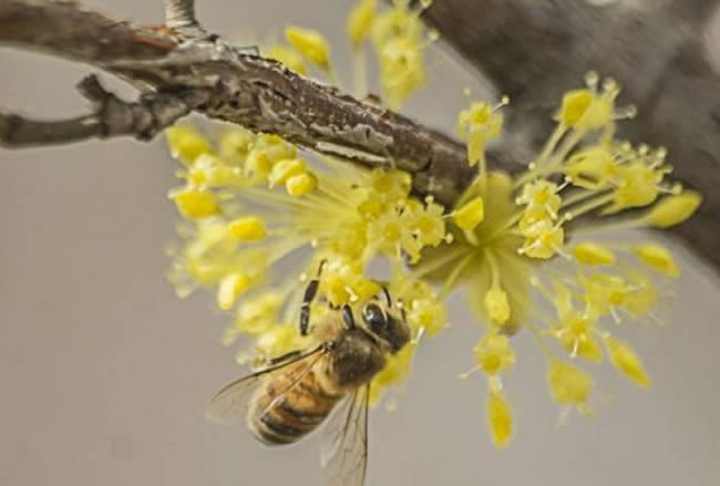 蜜蜂如何培養蜂王？