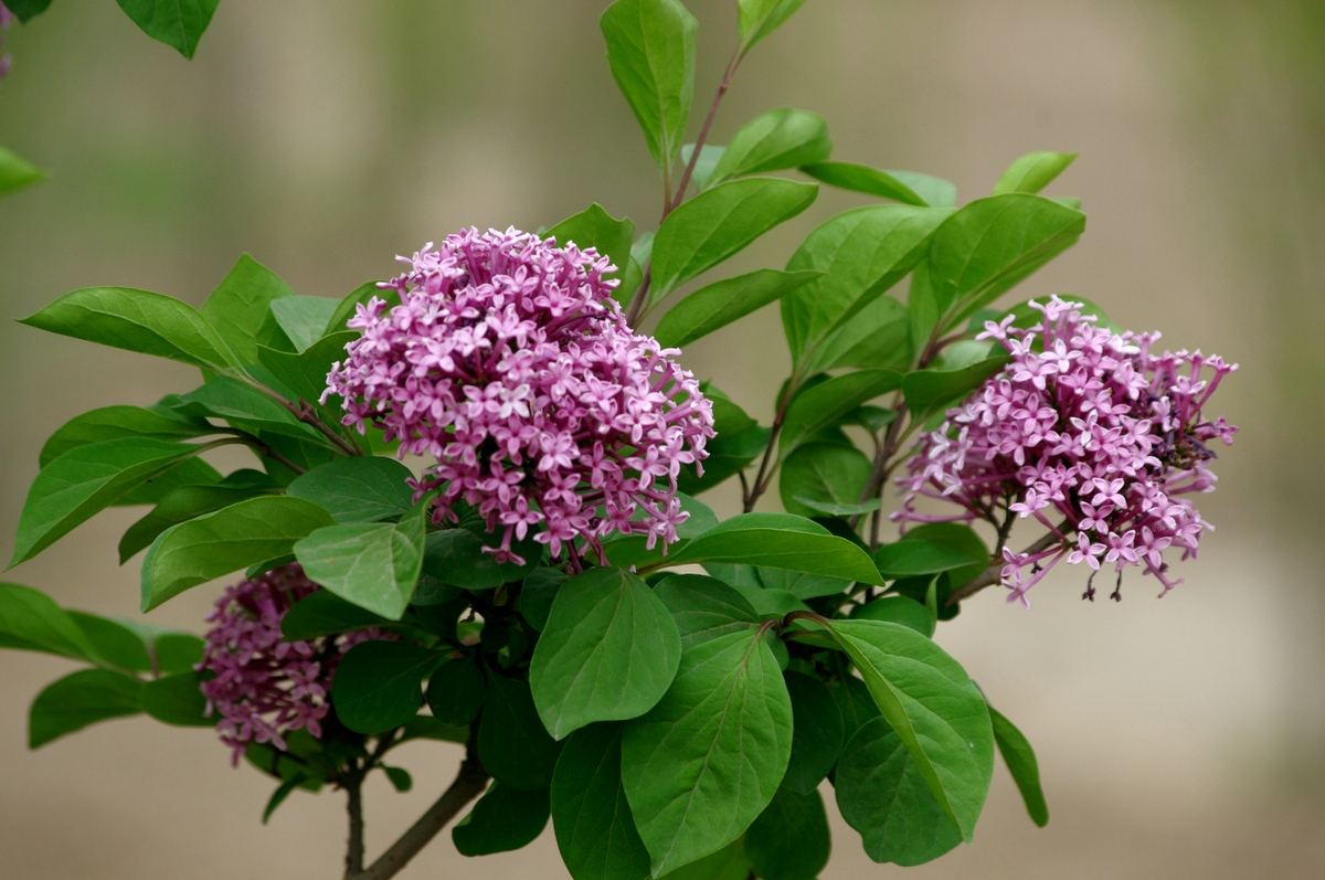 什么是蜜源植物？