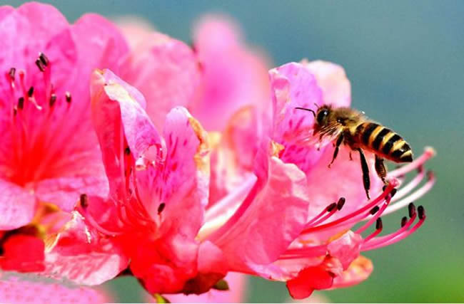 【蜜蜂知識】中華蜜蜂在哪里分布？