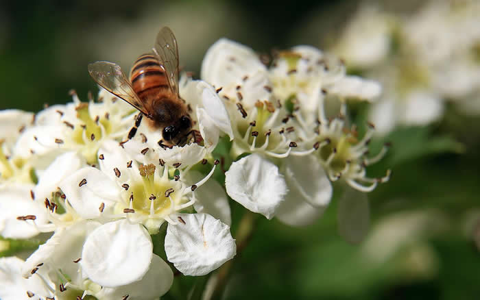 【蜜蜂知識】中華蜜蜂在哪里分布？