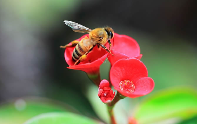 蜜蜂釀蜜