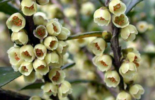 野桂花蜜是什么樣的（桂花蜜來源及蜜源介紹）