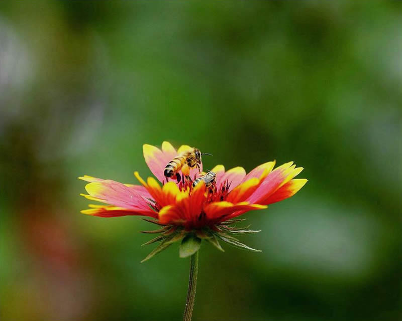 【蜜蜂知識】蜜蜂為什么正在逐漸消失？