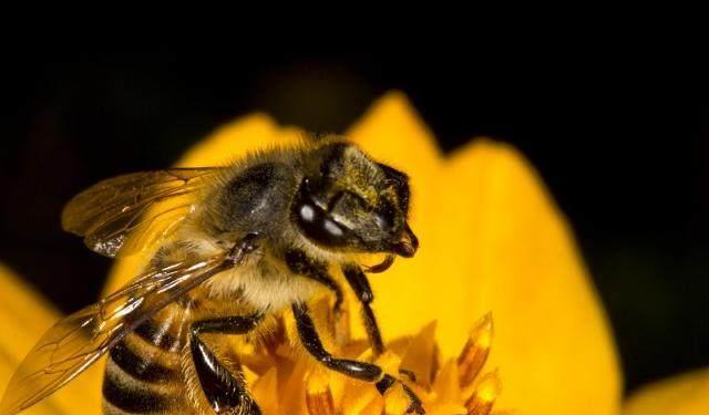 ?出現工蜂咬死雄蜂是什么原因（工蜂拖死雄蜂出箱外是什么原因）