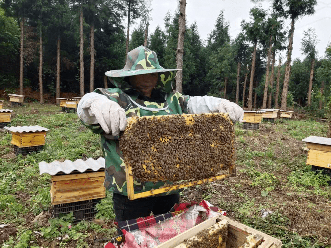 養蜜蜂如何開始需要些什么（第一次養蜜蜂怎么樣）