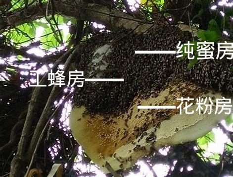 野生的蜜蜂窩長什么樣子