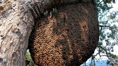 野生的蜜蜂窩長什么樣子