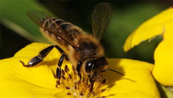 空蜂箱如何誘引蜂王來（空蜂箱怎么引來蜜蜂）