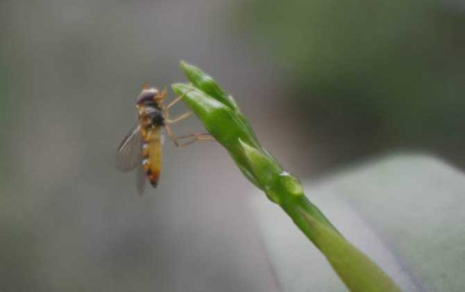 蜜蜂分類有哪些（蜂類是怎么劃分種類的）