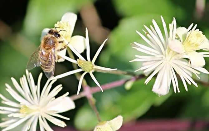 野蜂可以和弱群合并嗎？