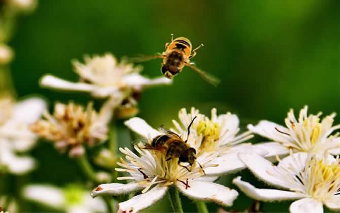 養殖蜜蜂時蜜蜂不蟄手嗎