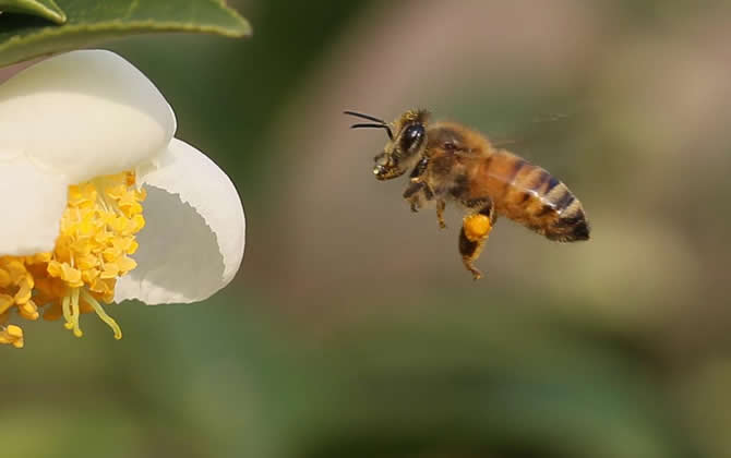 養殖蜜蜂時蜜蜂不蟄手嗎