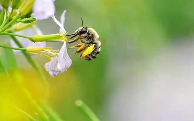 養殖蜜蜂時蜜蜂不蟄手嗎