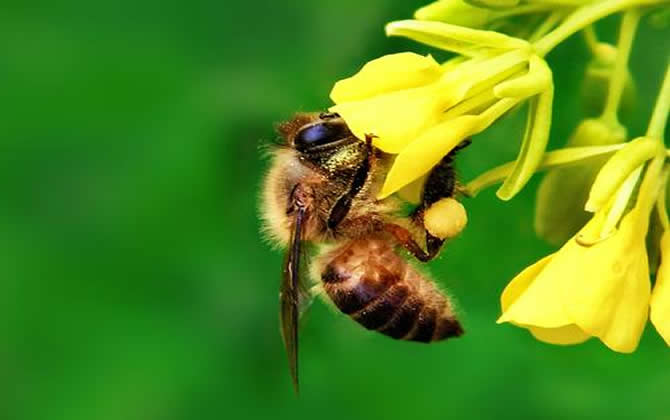 蜜蜂的資料