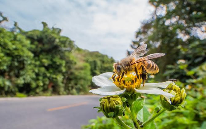 蜜蜂的資料