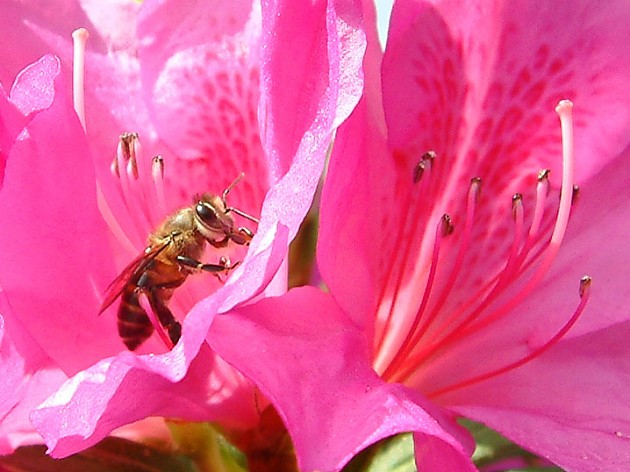 養(yǎng)蜂如何降低飼喂成本（養(yǎng)蜂投資大嗎）