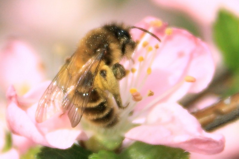 夏天蜜蜂采蜜嗎（蜜蜂是夏天采蜜還是春天采蜜）