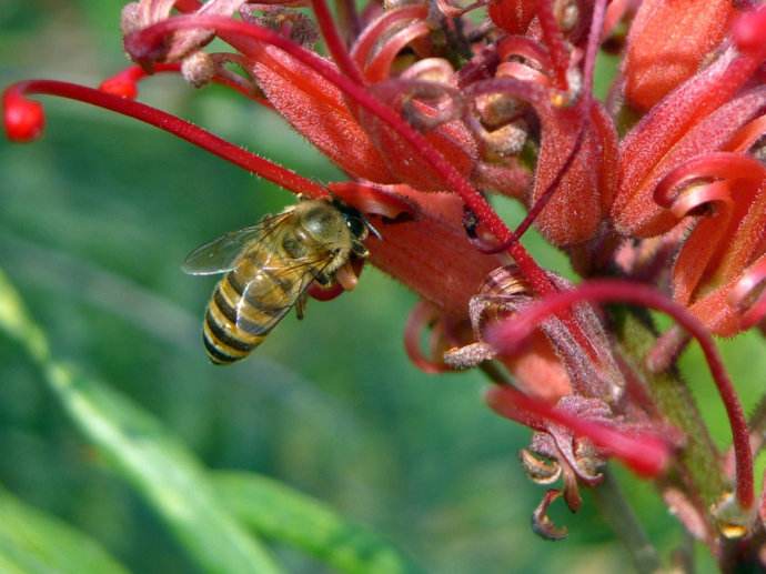 蜜蜂釀蜜過程是怎樣的？