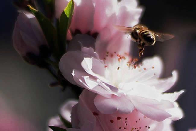 蜜蜂釀蜜過程是怎樣的？