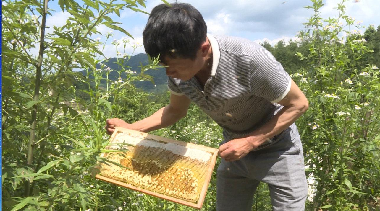 自產蜂蜜如何注冊商標（自產蜂蜜怎么申請商標步驟）