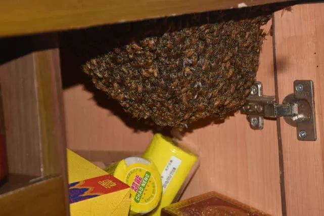 屋里飛進(jìn)蜜蜂怎么辦（家里飛進(jìn)蜜蜂怎么辦）