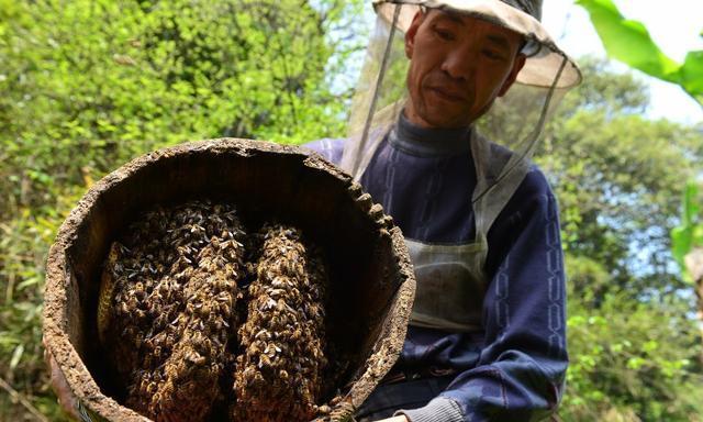 胡蜂養殖大棚怎樣建才好用（一種組合式胡蜂養殖大棚的制作方法）