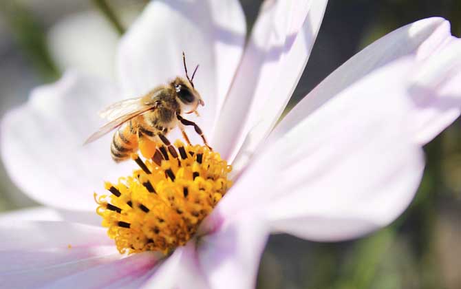 野生蜜蜂怎樣抓回家養？(附帶具體方法步驟和流程)