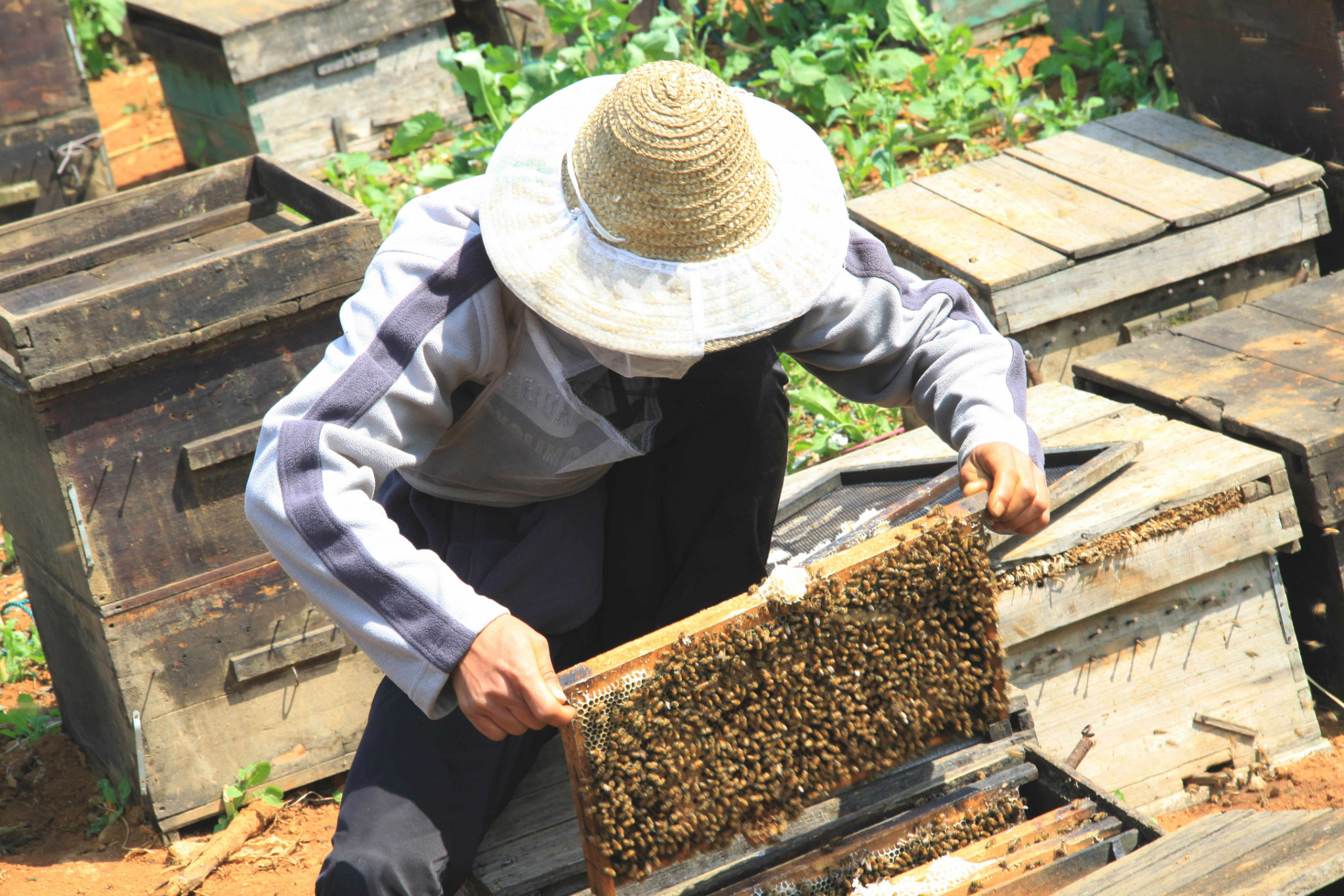 蜜蜂的養殖與管理技術（實用蜜蜂養殖新技術）