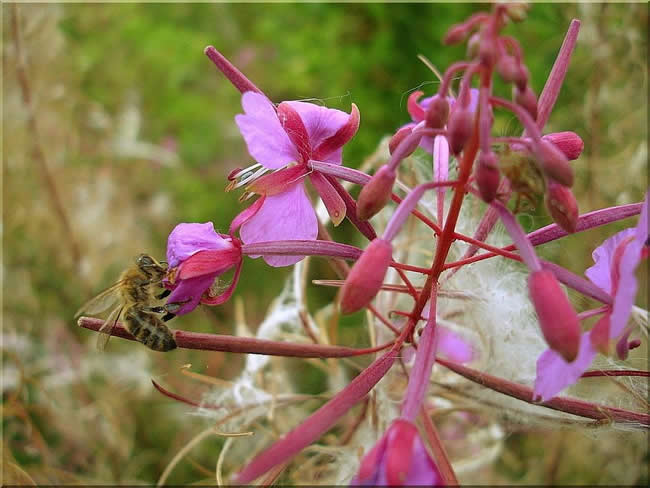 我國有多少群蜜蜂？