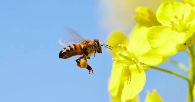 百米高樓能不能養蜂（10樓以上可以養蜂嗎）