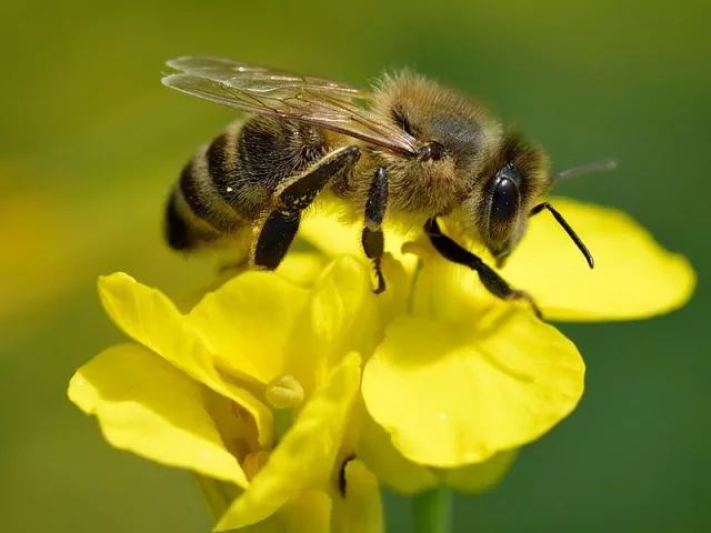 百米高樓能不能養蜂（10樓以上可以養蜂嗎）