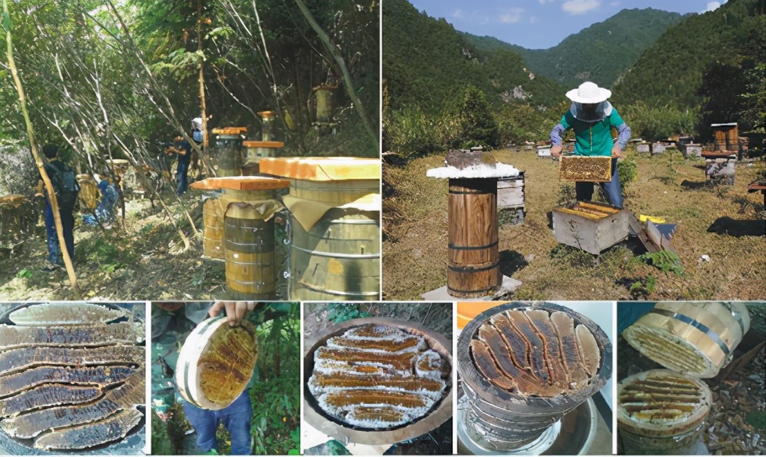 阿壩中蜂可以用格子箱養嗎（對比土養和活框有哪些優缺點呢）