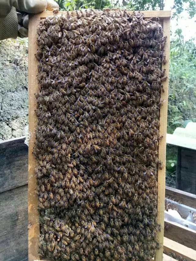 一張脾可放多少蜜蜂（蜜蜂要多少天造一張脾）