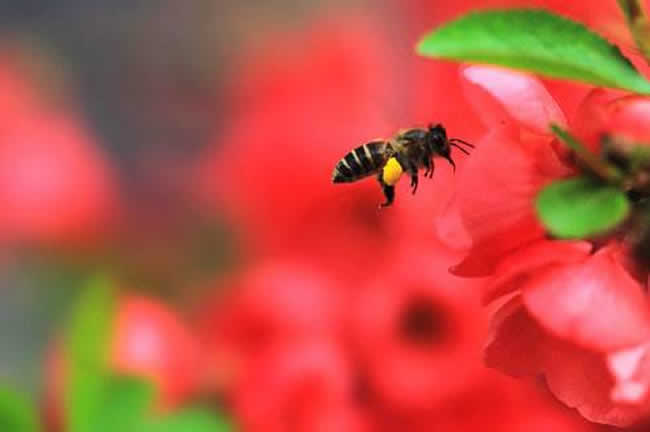 養20箱蜜蜂能掙多少錢？