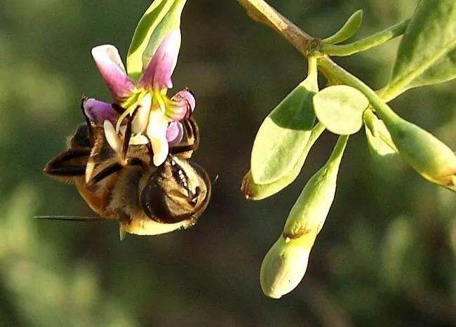 蜜蜂冬季正確的喂糖方法