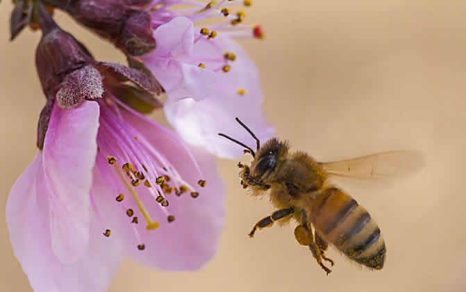 蜜蜂養(yǎng)殖