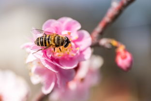 蜜蜂怎么尋找花蜜（蜜蜂尋找蜜源的方法）