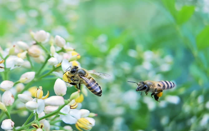 初學養蜂怎么選擇蜂種