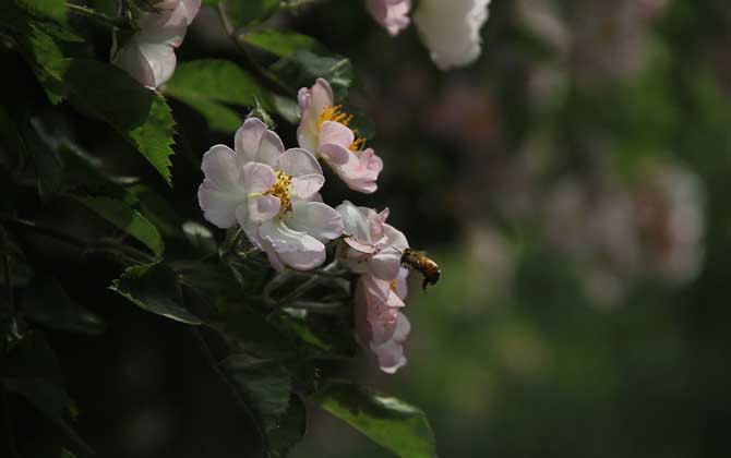 小蜜蜂一共分為幾種