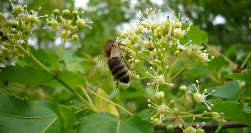 東北黑蜂是什么蜂種?