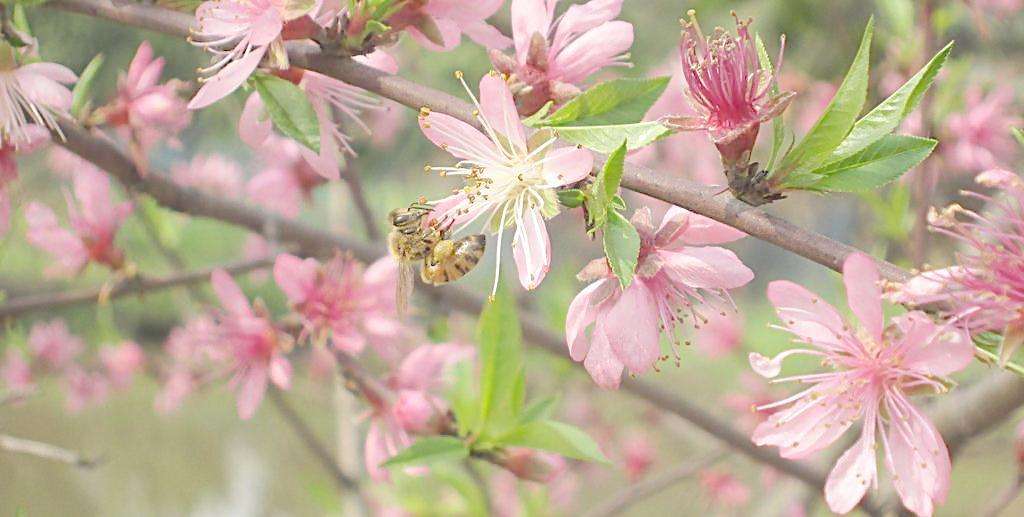 蜜蜂為什么要采花釀蜜