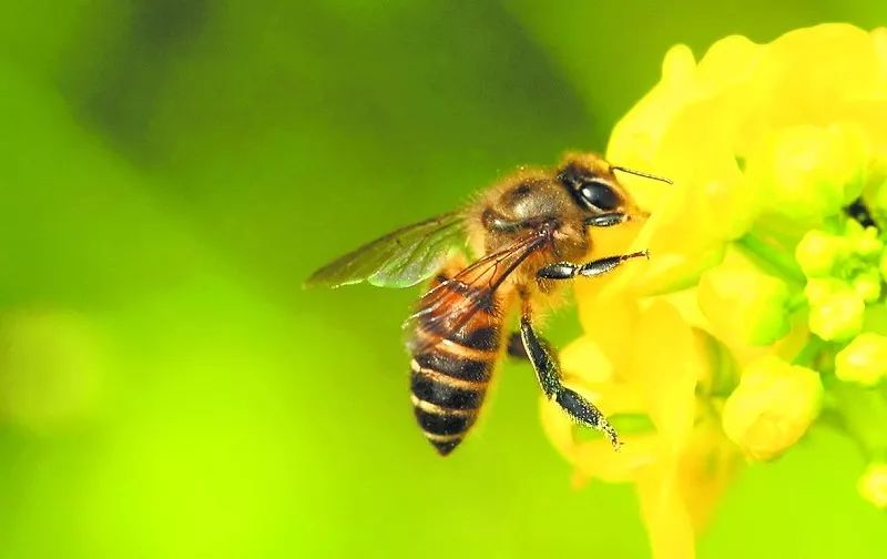 中蜂群介入意蜂王能成功產子嗎（意蜂王可以介入中蜂群嗎）