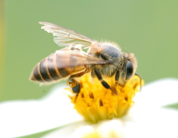 蜂王死了蜜蜂會報(bào)仇嗎（打死蜂王后蜜蜂會報(bào)仇嗎）