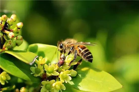 工蜂咬黑蜂是什么情況（為什么工蜂全部咬死黑蜂）