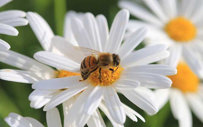 家里來了蜜蜂好嗎